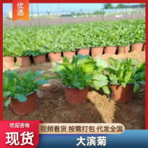 大滨菊基地直发价格优惠本基地品种齐全对接全国