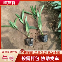 翠芦莉基地直发供应绿化庭院设计抗性好货源充足