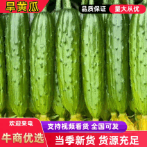 精品旱黄瓜绥中产地专业代办欢迎各地客商前来洽谈业务