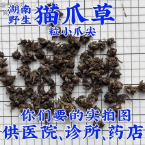 猫爪草
