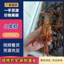 小龙虾产地一手货源规格齐全对接全国商超市场等