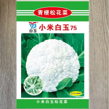 小米白玉75青梗松花菜种子青梗细米花型花球雪白松大