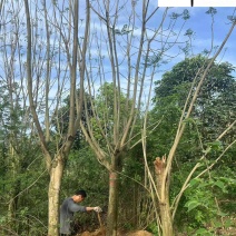 成都蓝花楹基地现货工程园林行道绿化苗木规格多量大价优