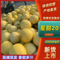 星甜20甜瓜新鲜上市半斤以上产地直供代发全国各地