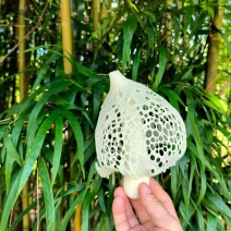 红托竹荪花，品质保证，产地直发，价格优惠，实力商家