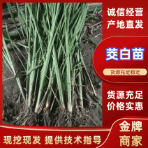 【茭白苗】九江港澳是在基地茭白苗成活率高提供技术支持