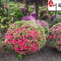 苗圃出售杜鹃球60-150公分杜鹃球批发价格量大价优