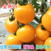 黄柿子种子金艳99大黄番茄种籽精品西红柿种孑北蔬农业