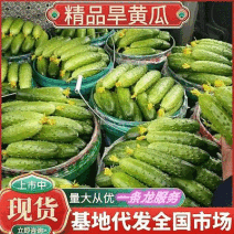 旱黄瓜&河北黄瓜/产地批发/现货供应/量大价优/全国代发
