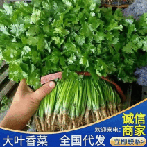 《大叶香菜》河北昌黎产地/现货供应中/一手货源/全国发货