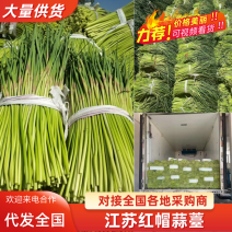 红帽蒜薹/河南蒜薹/精品蒜薹/专业代办常年有货全国可