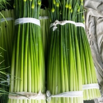 江苏精品洋蒜苔大量上市蒜薹新鲜现货真实报价发全国市场