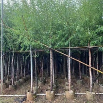 精品垂柳基地直供大量有货规格齐全来电详谈