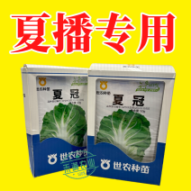 正品基地夏季专播夏冠结球大白菜种子耐热耐湿绿白菜种籽蔬菜