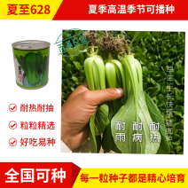 夏至628青梗菜种子耐高温速生30天采收夏季可播基