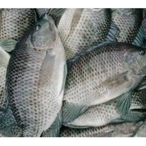 三去罗非鱼鲜活加工红烧糖醋烧烤烤鱼餐饮食材餐厅商用批发