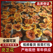 灵芝花，活体灵芝，带菌包发货，原产地直销