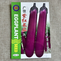 广佳紫红长茄种子早熟高产深紫红色果肉白色蔬菜种子