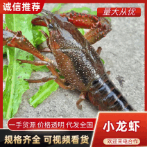 洪湖小龙虾清水小龙虾批发一手货源湖北