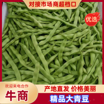 精品大青豆新鲜上市大量有货量大价优产地直发对接全国