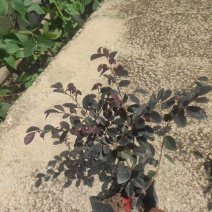 精品红花继木基地自产自销