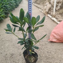精品海桐基地种植直销