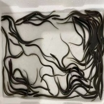 【基地直发】重庆黄鳝苗大量有货售后无忧欢迎新老客户采购