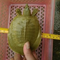 【大量上市】重庆甲鱼苗基地直发产地一条龙服务欢迎咨询