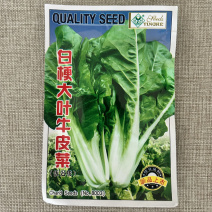 牛皮菜种子四季大叶根达菜籽厚皮菜春秋种植耐寒种植