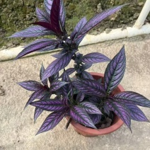 精品波斯红草基地直发