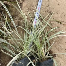 精品银边草基地直发