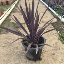 精品澳洲朱蕉基地自产自销