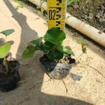 精品大吴风草基地直销