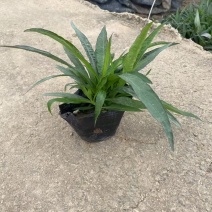 精品矮化翠芦莉基地直发