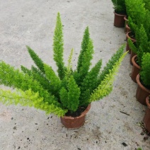 精品狐尾天门冬基地直发