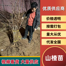 山楂苗苗圃直发，诚信经营，量大从优，可视频看货