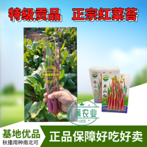 早熟早山红湖北红菜苔种子洪山菜苔种籽秋季菜种籽菜种子紫菜