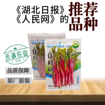 正宗武汉红菜苔种子批2克洪山早熟高产耐寒1秋季菜心四季优