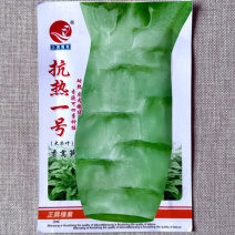 抗热一号莴笋种子大尖叶香莴笋种子耐热皮肉嫩绿香脆
