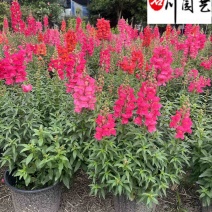 金鱼草基地直销金鱼草杯苗批发花期长花色多量大价优