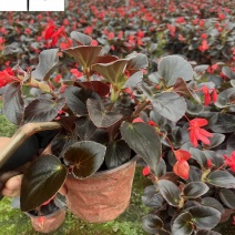 比哥海棠大花海棠成都时令草花批发花卉基地直销量大