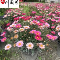 出售玛格丽特杯苗盆苗庭院园林花境花坛花卉玛格丽特基地