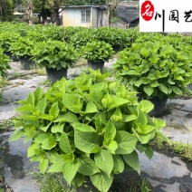 无尽夏绣球批发花色丰富规格多无尽夏基地直供杯苗盆苗
