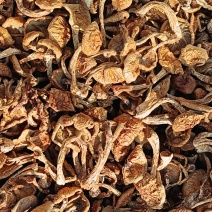 精品滑子菇货源充足量大从优质量保证欢迎咨询