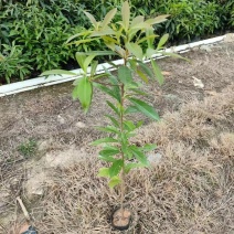 木荷