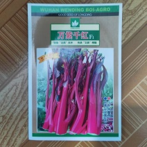 万紫千红红菜苔种子中熟耐寒苔叶尖细无蜡粉