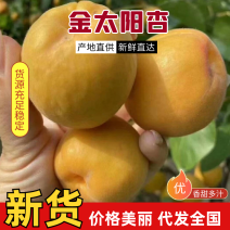 j精品金太阳杏大量上市量大从优质量保证欢迎咨询