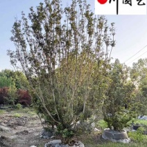 出售杨梅树丛生杨梅2.5-3.5米杨梅树价格基地直供