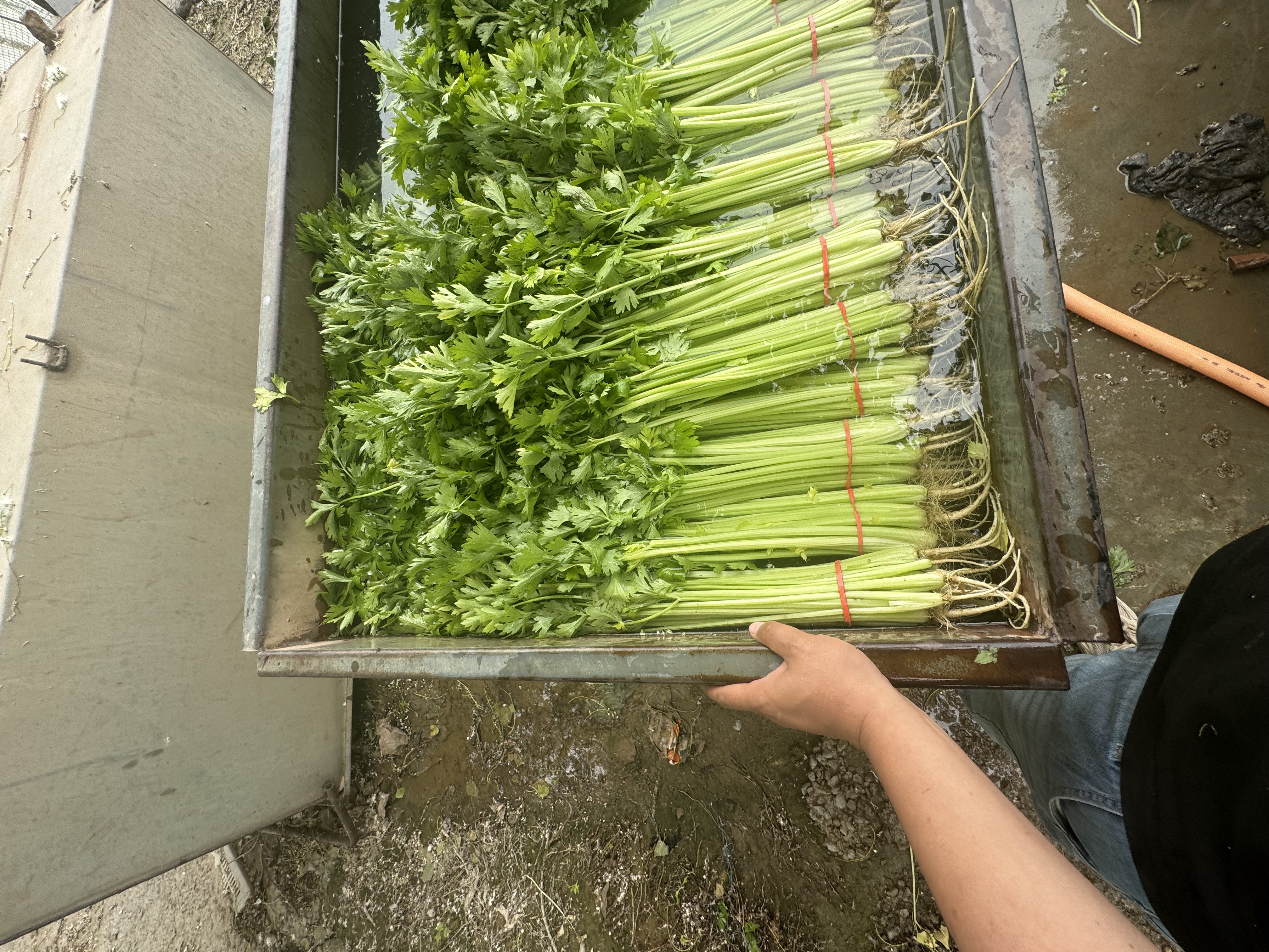 山芹菜清洗与焯水过程