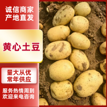 东北土豆大量上市，黄心黄皮，全国发车货源充足量大价优